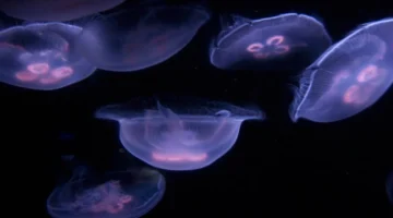 ناسا ترسل 2000 قنديل بحر إلى الفضاء وتستقبل 60 ألفاً منها مجدداً